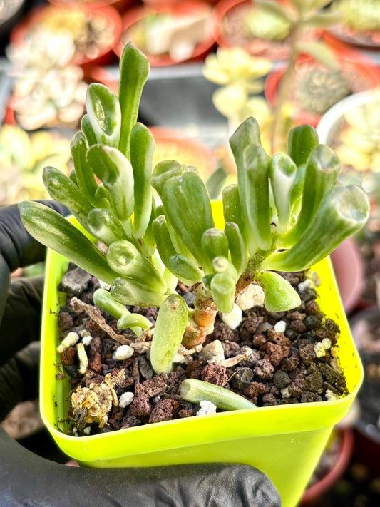 Crassula Gollum Variegated size 2.5” | Live Succulent Plant | Imported Plants | Variegated Succulent