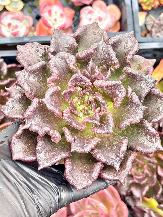 Echeveria Black Madiba Super Bowl | Live Succulent Plant | Korean Succulent | Rare Imported Echeveria | Imported Plants