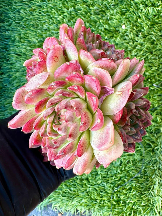 Echeveria Cherry Blossom Queen | Live Succulent Plant | Korean Succulent | Variegated Echeveria | Imported Plants | Echeveria Clusters