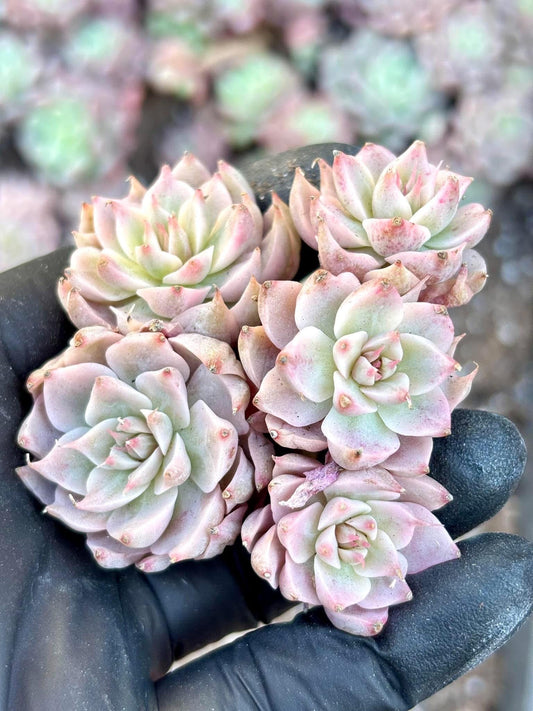 Echeveria Margaret Variegated | Live Succulent Plant | Korean Succulent | Variegated Pachyveria | Imported Plants | Echeveria Clusters