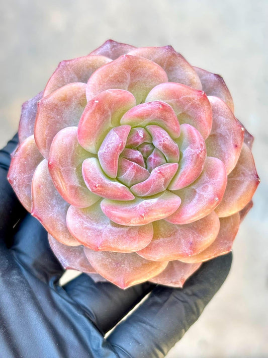 Echeveria Angel Jenny | Live Succulent Plant | Korean Succulent | Variegated Echeveria | Imported Plants