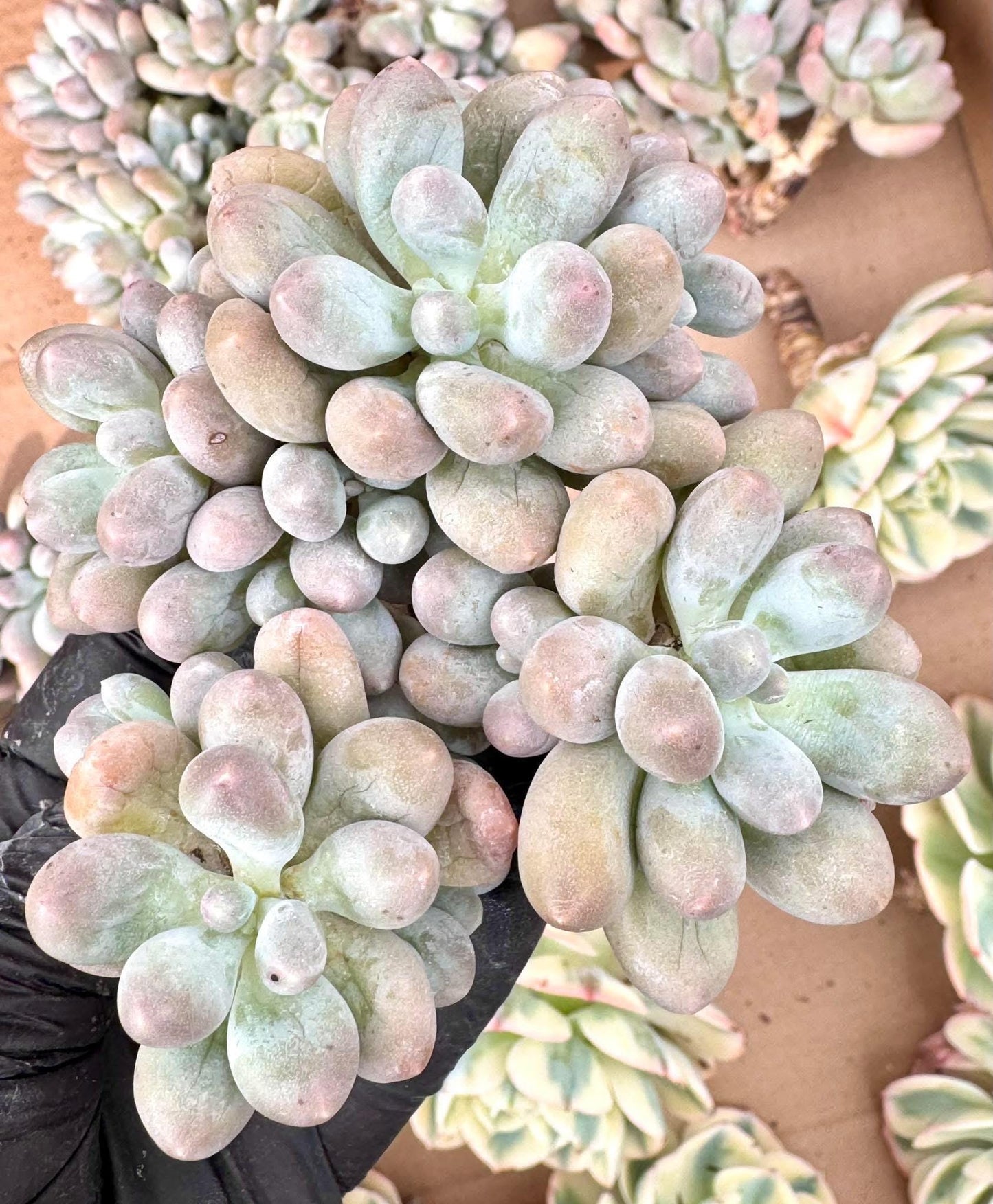 Echeveria Dumpling Cheese | Live Succulent Plant | Imported Plants | Imported Echeveria
