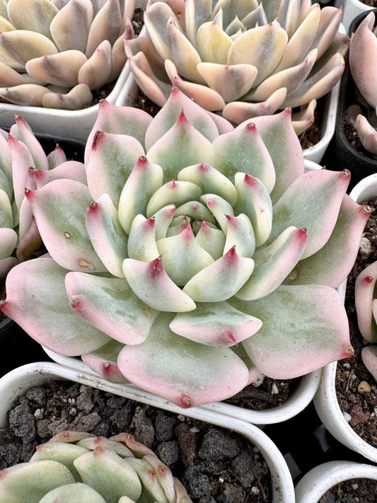 Echeveria Chihuahuaensis Aurea Variegated | Rare Imported Succulent | Collector’s Succulent