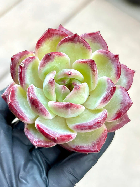 Echeveria Helena | Live Succulent Plant | Korean Succulent | Rare Imported Echeveria | Imported Plants