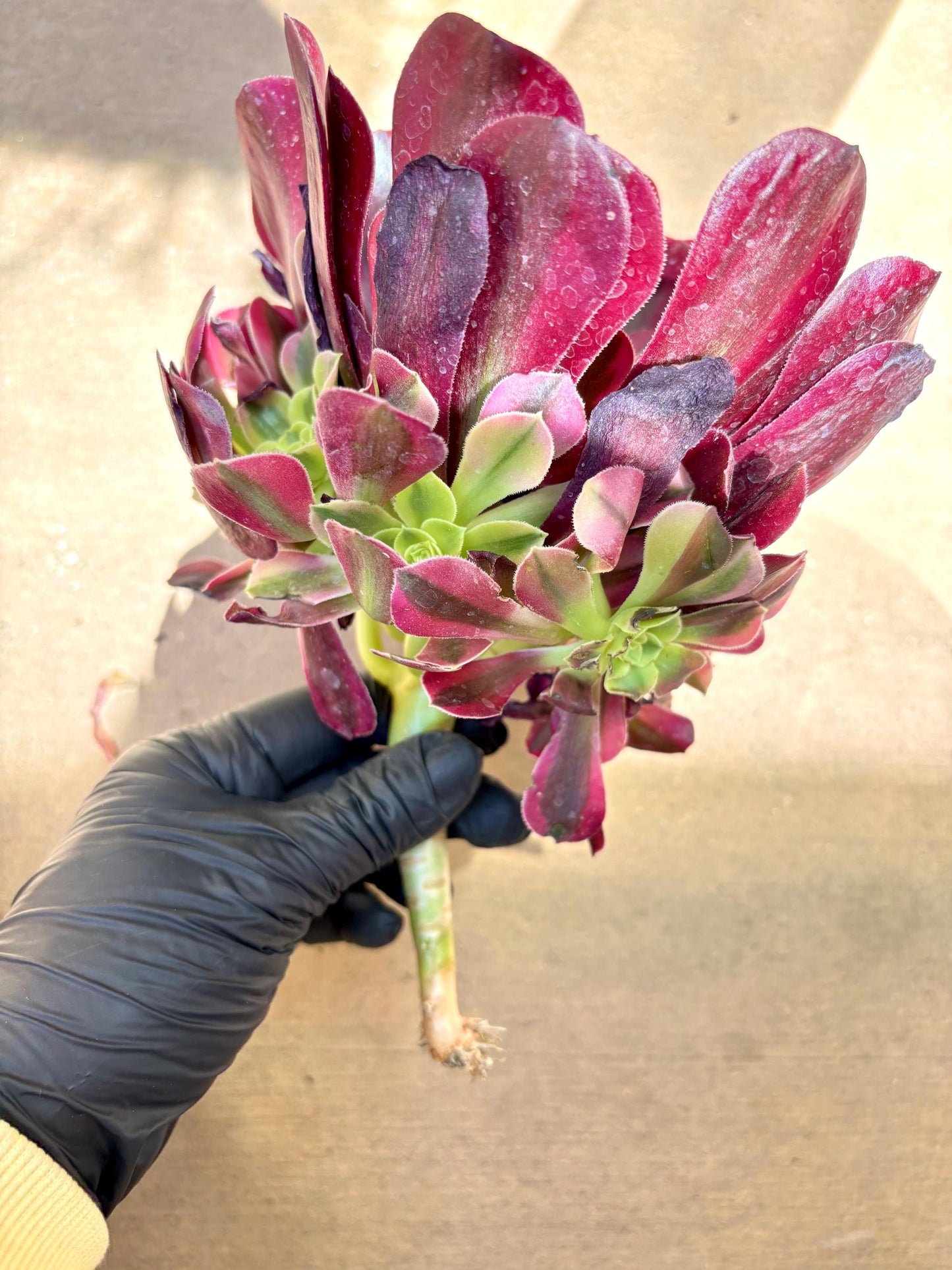 Aeonium Suyan Variegated | Live Succulent Plant | Korean Succulent | Rare Imported Aeonium | Imported Plants