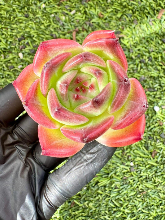 Echeveria Caesar | Live Succulent Plant | Korean Succulent | Variegated Echeveria | Imported Plants