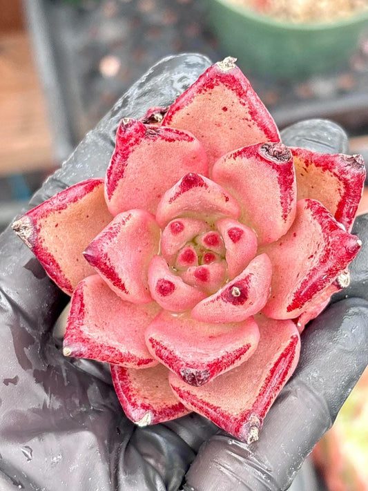 Echeveria Romeo | Live Succulent Plant | Korean Succulent | Rare Imported Echeveria | Imported Plants