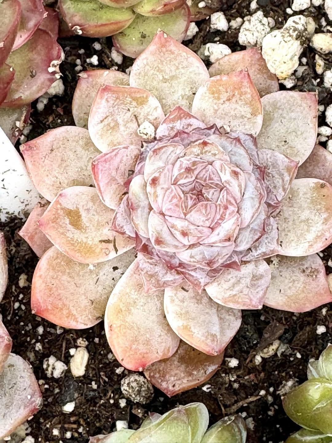 Echeveria Diamond Tear | Rare Imported Succulent | Collector’s Succulent