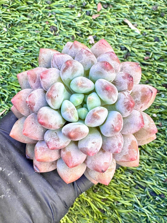 Echeveria Afternoon Tea | Live Succulent Plant | Korean Succulent | Rare Imported Echeveria | Imported Plants