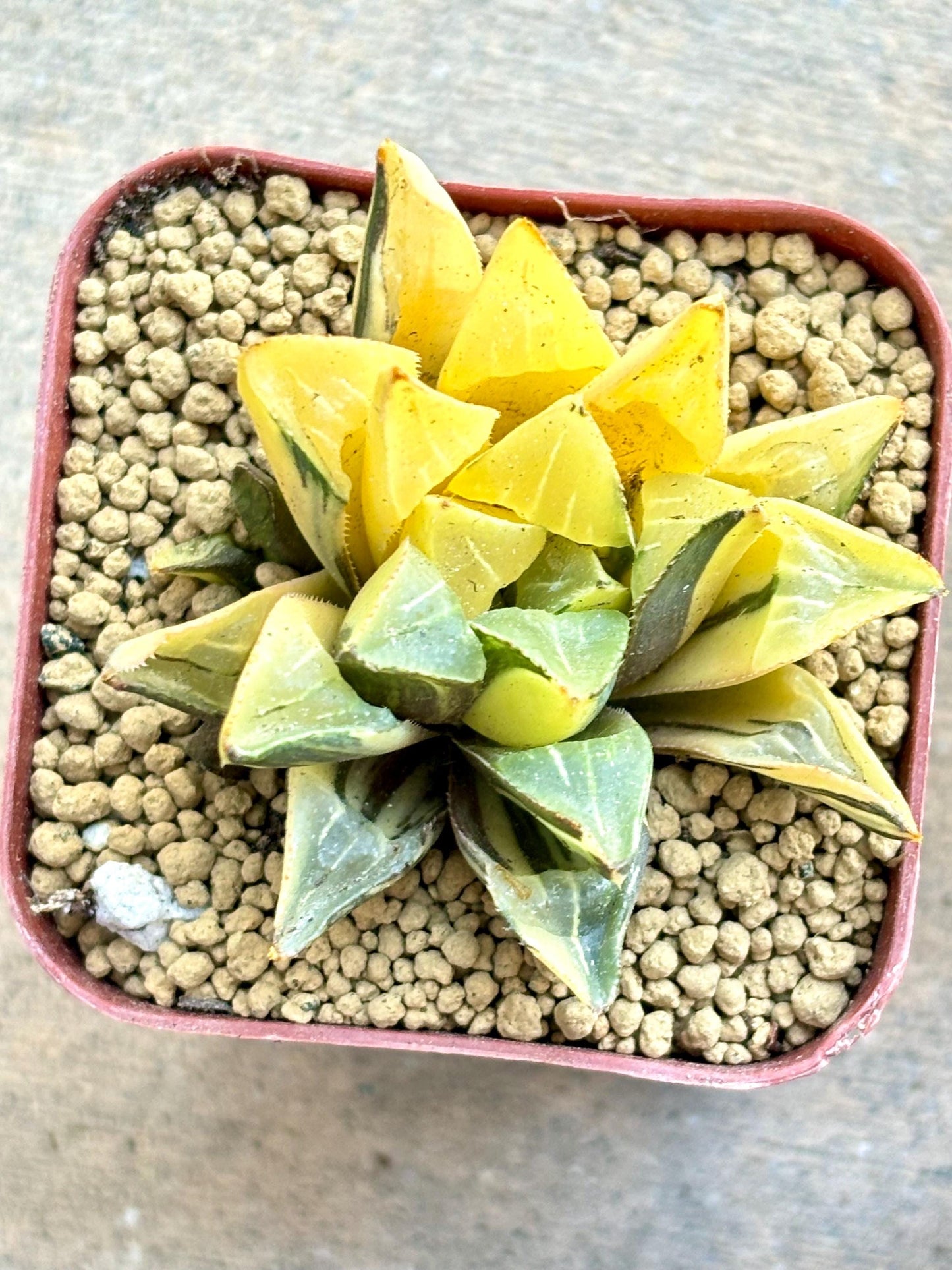 Haworthia Heidelbergensis Variegated | Live Succulent Plant | Korean Succulent | Rare Imported Echeveria | Imported Plants