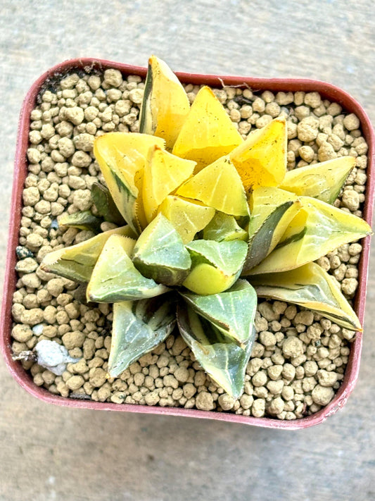 Haworthia Heidelbergensis Variegated | Live Succulent Plant | Korean Succulent | Rare Imported Echeveria | Imported Plants