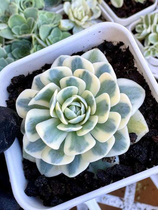 Greenovia Fuji Variegated | Rare Imported Succulent | Collector’s Succulent