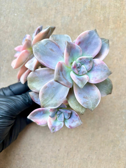 Echeveria Purple Delight Cluster Variegated | Live Succulent Plant | Korean Succulent | Rare Imported Echeveria | Imported Plants