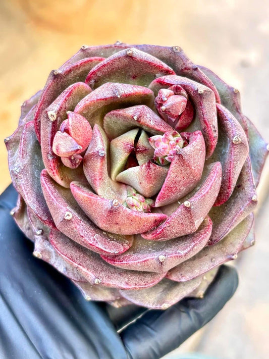 Echeveria Bubble Rose | Live Succulent Plant | Korean Succulent | Rare Imported Echeveria | Imported Plants