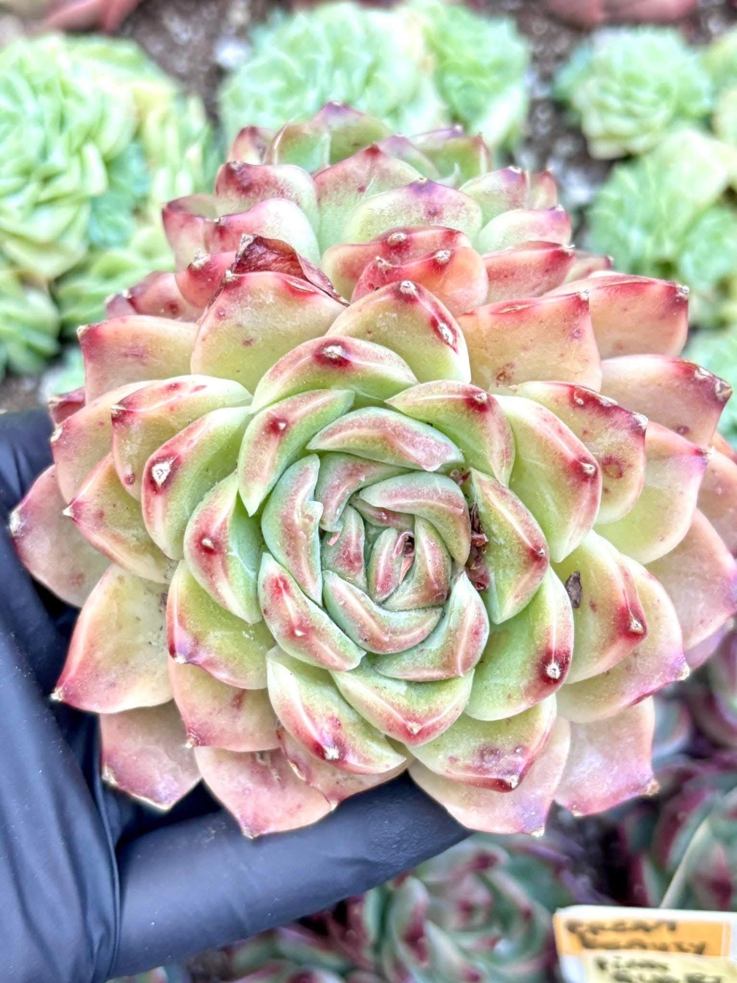 Echeveria Scarlet Peony | Live Succulent Plant | Korean Succulent | Rare Imported Echeveria | Imported Plants