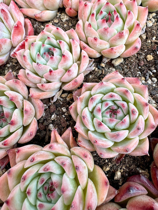 Echeveria Chihuahuaensis | Live Succulent Plant | Korean Succulent