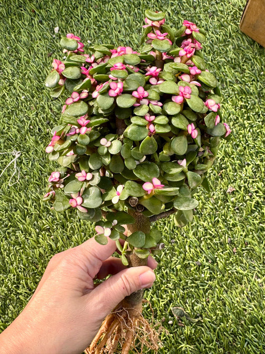 Portucalaria Candy Jade | Live Succulent Plant | Korean Succulent | Rare Imported Echeveria | Imported Plants