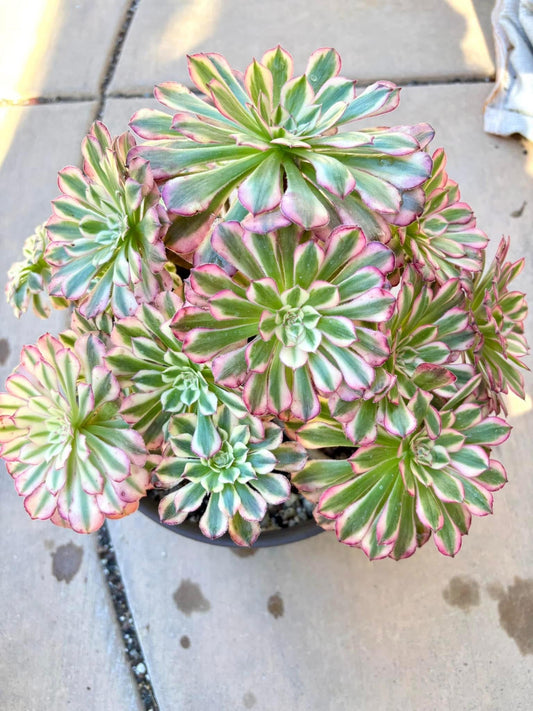 Aeonium Pink Zwartkin Variegated | Live Succulent Plant | Rare Imported Aeonium | Imported Plants