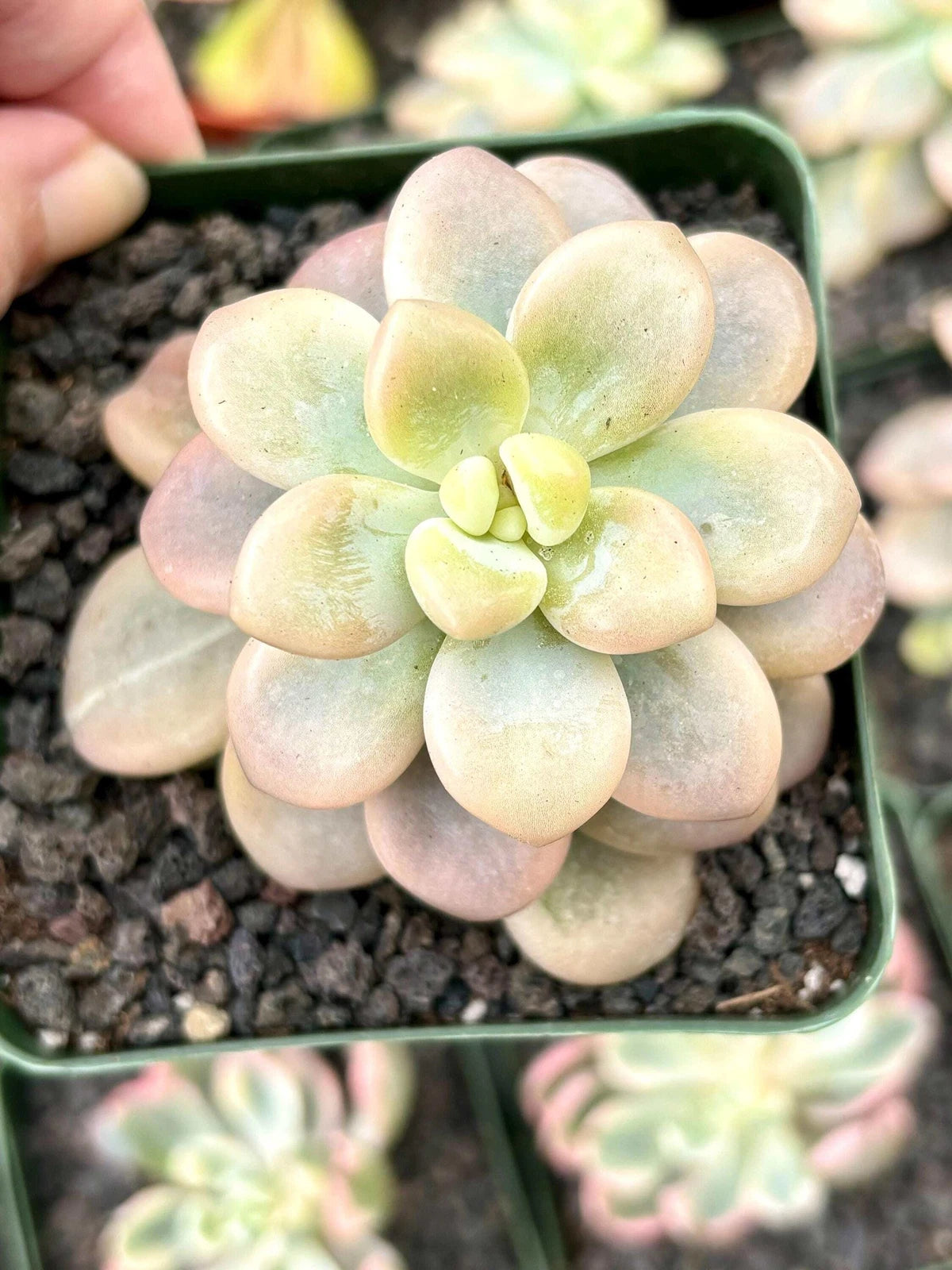 Echeveria Luo Shen Variegated | 4” pot | Live Succulent Plant | Korean Succulent