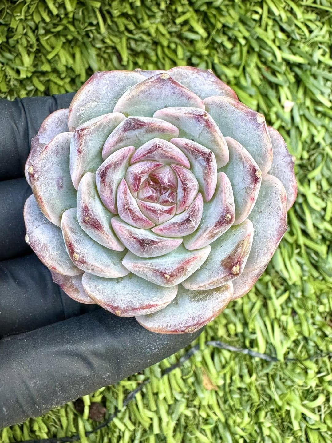 Echeveria Black Bell | Live Succulent Plant | Korean Succulent | Rare Imported Echeveria | Imported Plants