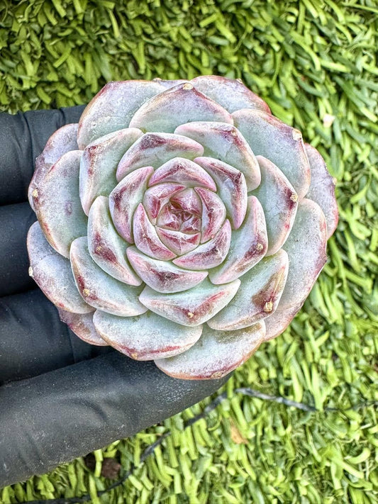 Echeveria Black Bell | Live Succulent Plant | Korean Succulent | Rare Imported Echeveria | Imported Plants