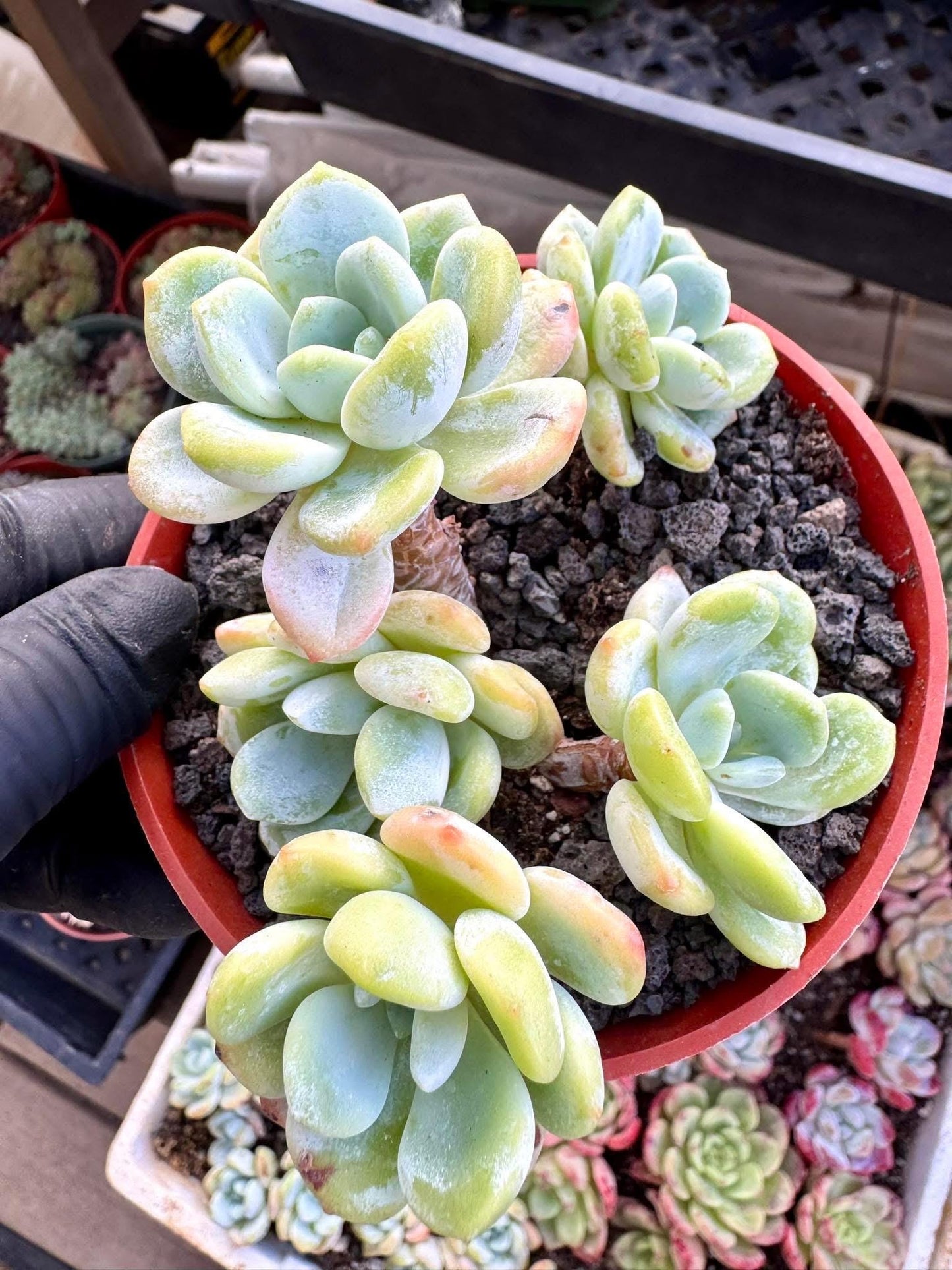 Echeveria Cold Fragrance Variegated | Live Succulent Plant | Korean Succulent