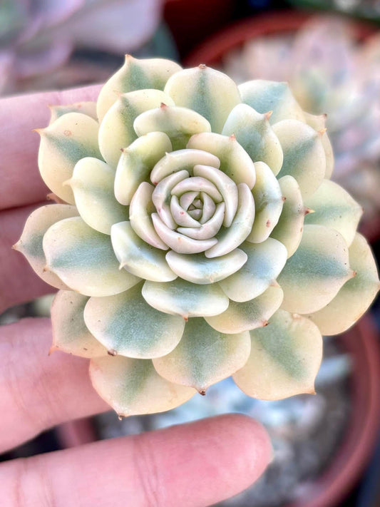 Echeveria Deresina Variegated | Live Succulent Plant | Korean Succulent | Rare Imported Echeveria | Imported Plants