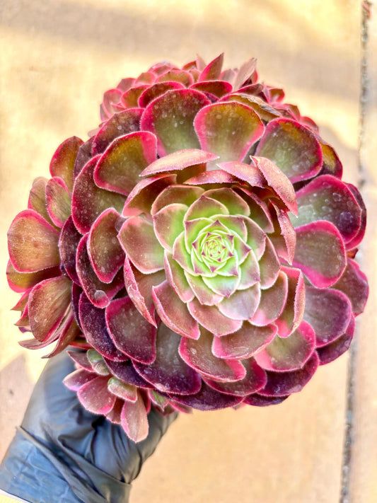 Aeonium Yenhuayao Variegated | Live Succulent Plant | Korean Succulent | Rare Imported Aeonium | Imported Plants