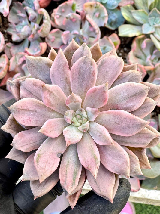 Echeveria Pink Diamond Variegated | Live Succulent Plant | Korean Succulent | Variegated Echeveria | Imported Plants