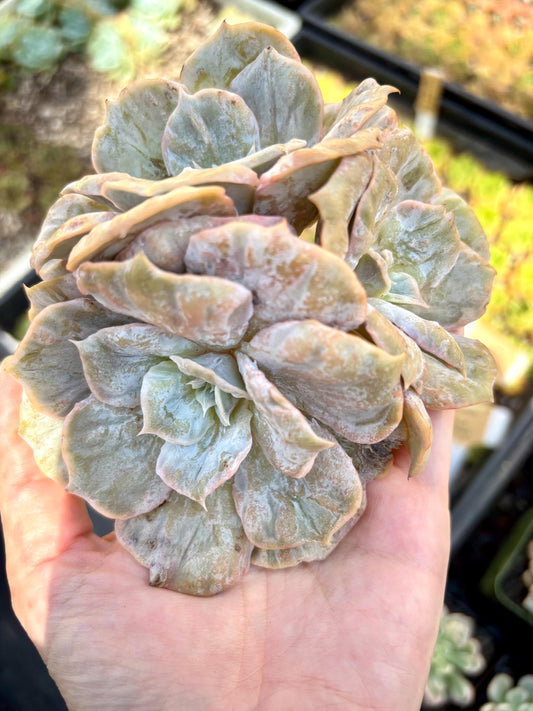 Echeveria Scarlet Witch Montrous | Live Succulent Plant | Korean Succulent | Rare Imported Echeveria | Imported Plants