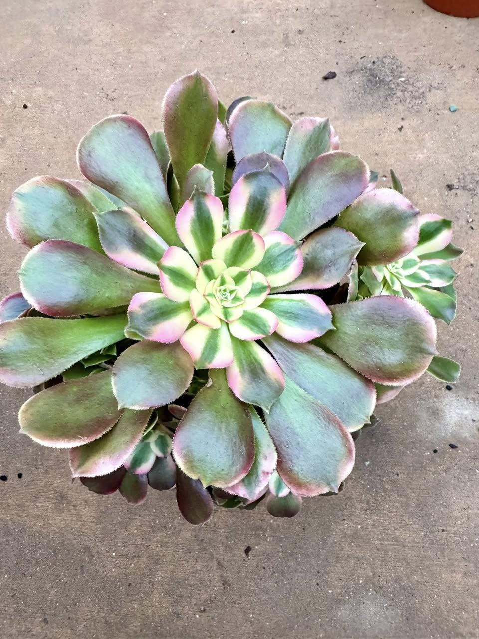 Aeonium Xiang Fei Variegated | Rare Imported Succulent | Collector’s Succulent