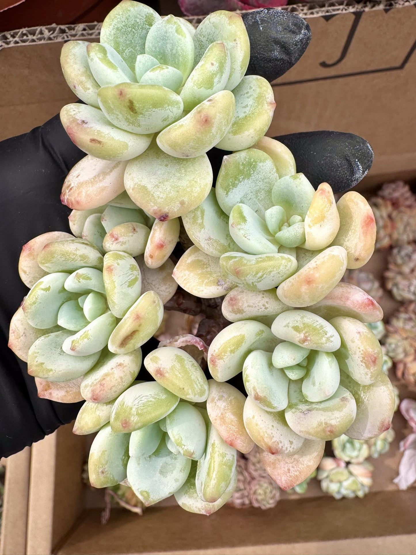 Echeveria Cold Fragrance Variegated | Live Succulent Plant | Korean Succulent