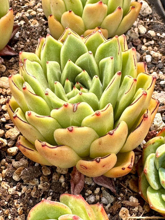 Echeveria Break Point | Rare Imported Succulent | Collector’s Succulent