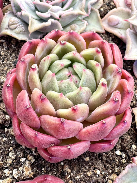 Echeveria Carat Lover | Rare Imported Succulent | Collector’s Succulent