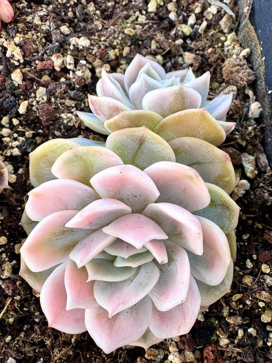 Echeveria Blue Surprised Variegated | Rare Imported Succulent | Collector Succulent