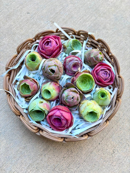 Greenovia Live Succulent Plants Gift Basket - Pack of 15 - Assorted Color Succulent Plants