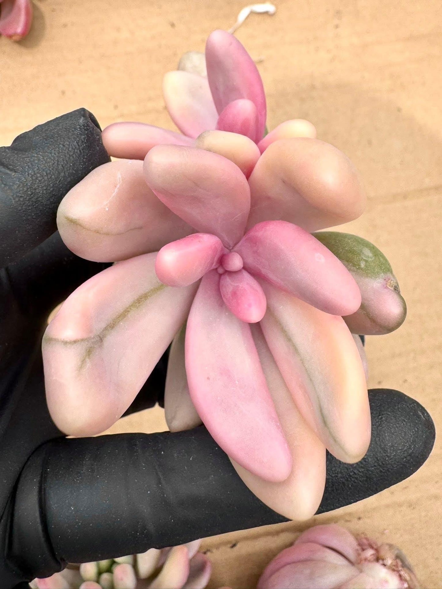 Pachyveria Red Finger Variegated | Rare Imported Succulent | Collector’s Succulent
