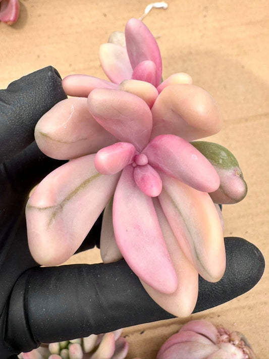 Pachyveria Red Finger Variegated | Rare Imported Succulent | Collector’s Succulent