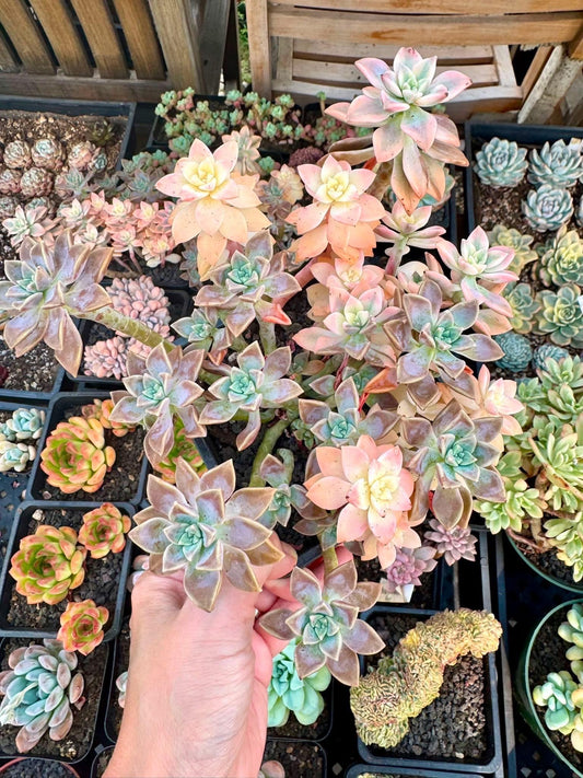 Echeveria Arunpe Variegated | Rare Imported Succulent | Collector’s Succulent