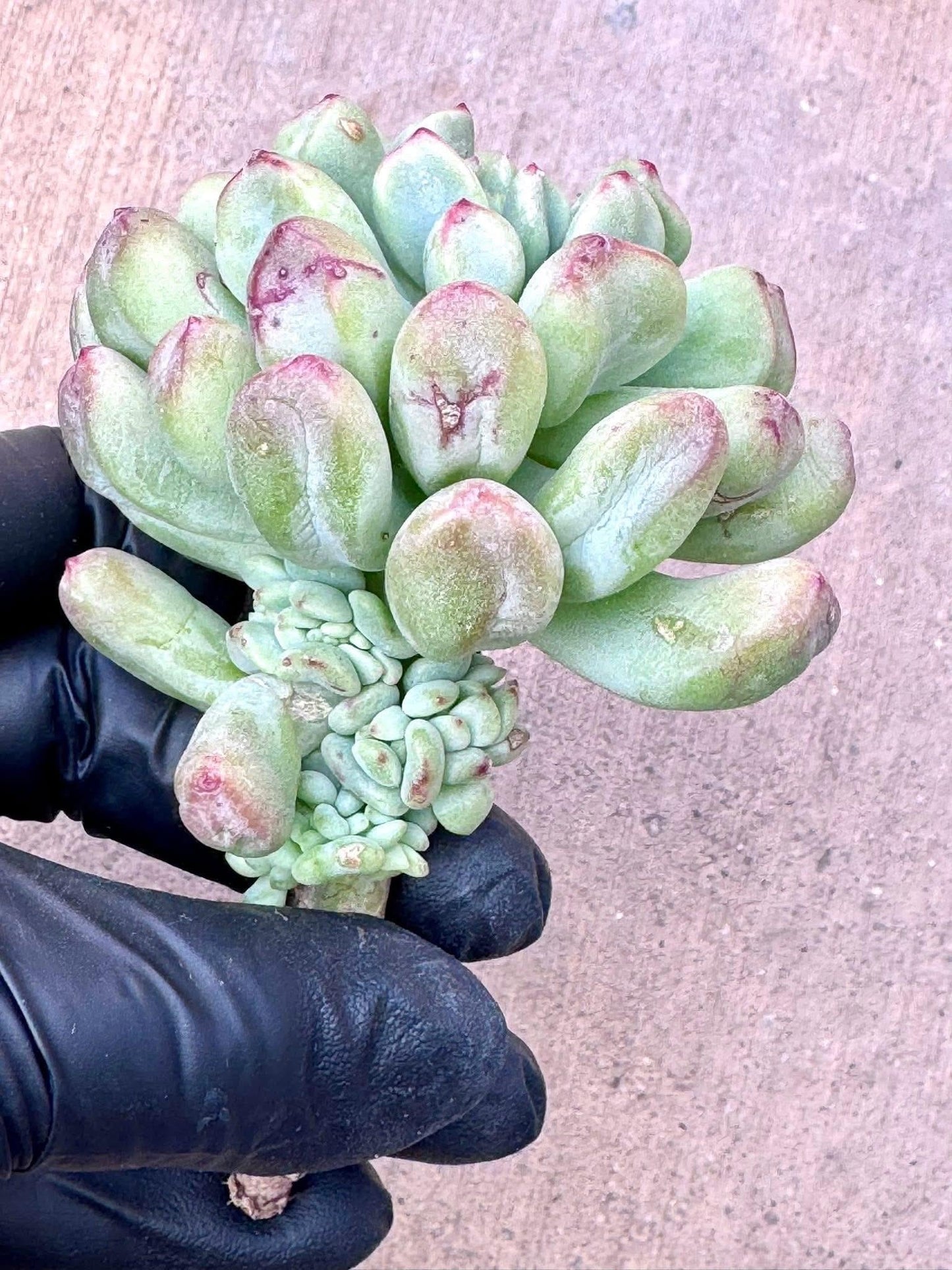 Echeveria Heartball | Rare Imported Succulent | Collector’s Succulent