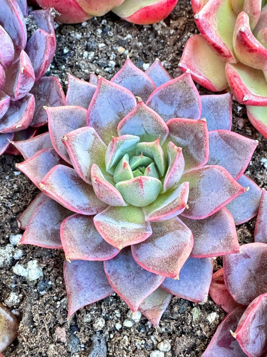 Echeveria Purple Blaze | Live Succulent Plant | Korean Succulent | Rare Imported Echeveria | Imported Plants