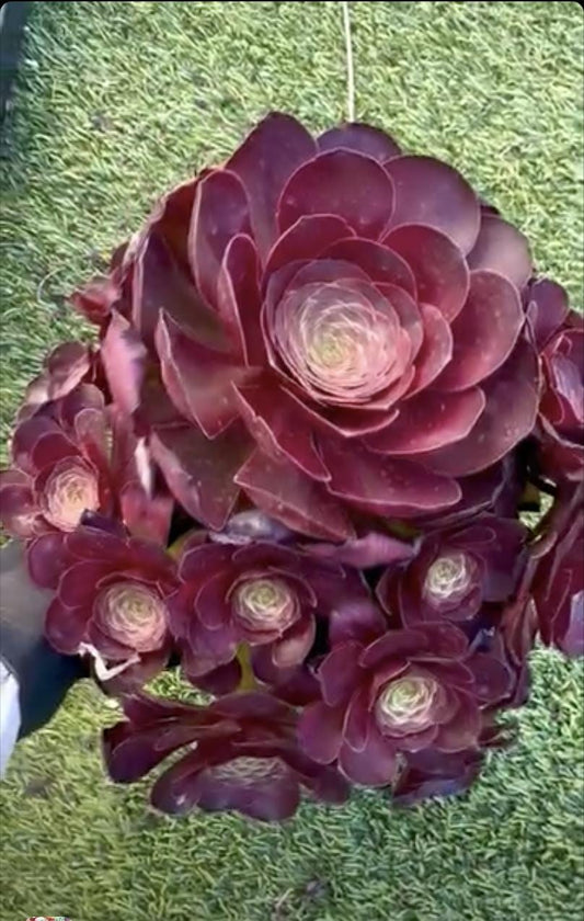 Aeonium Charming Rose | Rare Imported Succulent | Collector’s Succulent