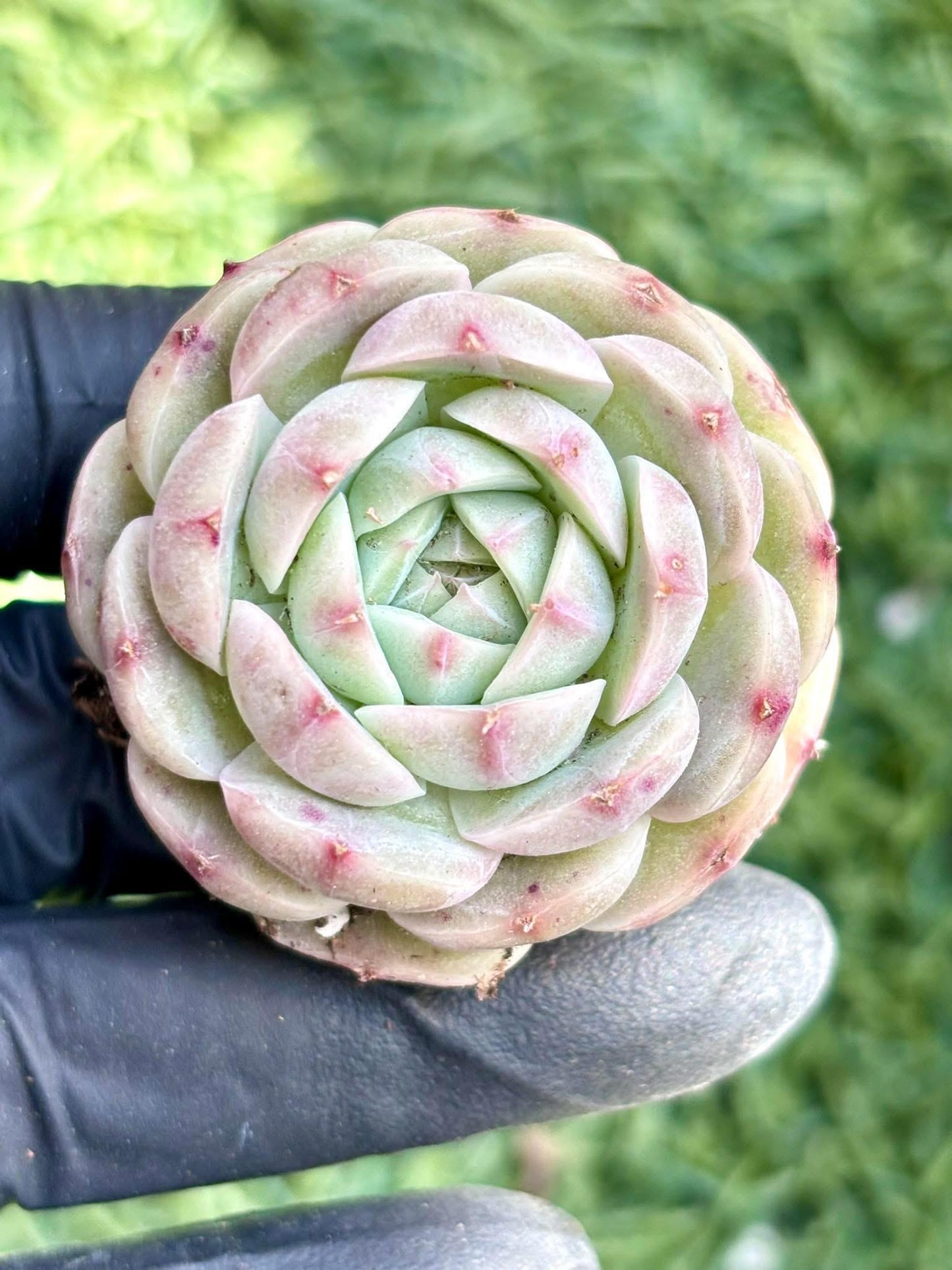 Echeveria Pink Lady | Live Succulent Plant | Korean Succulent | Rare Imported Echeveria | Imported Plants