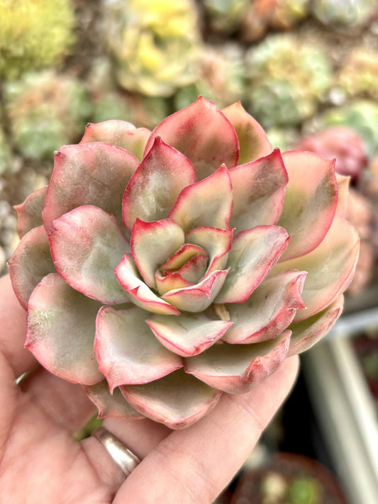 Echeveria Esther Variegated | Live Succulent Plant | Korean Succulent | Variegated Echeveria | Imported Plants | Echeveria Clusters