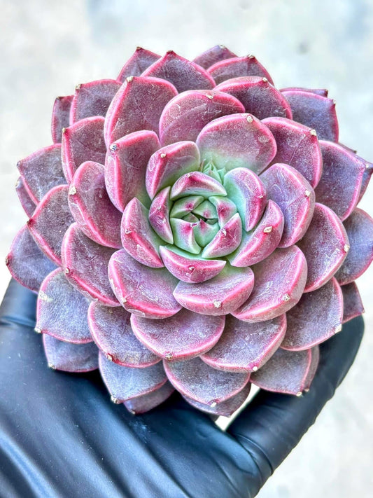 Echeveria Cute Bubble | Live Succulent Plant | Korean Succulent | Rare Imported Echeveria | Imported Plants