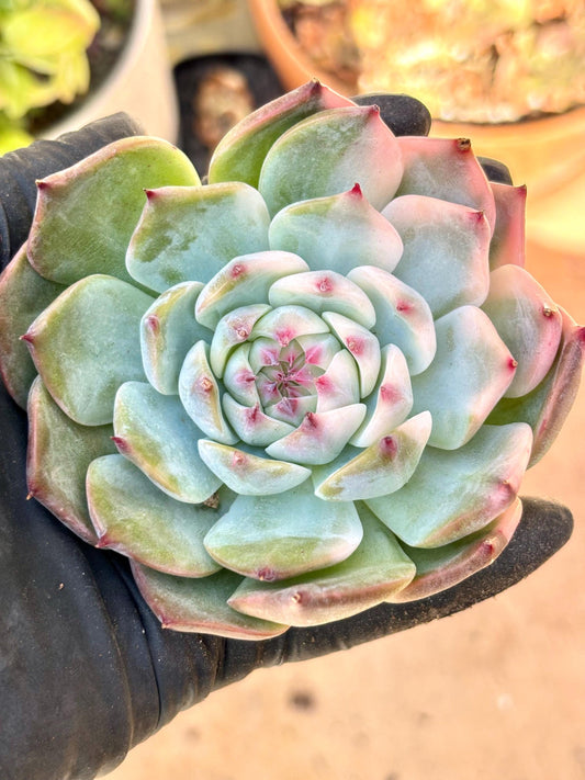 Echeveria Chihuahuaensis Variegated | Live Succulent Plant | Echeveria Cluster | Rare Imported Echeveria | Imported Plants