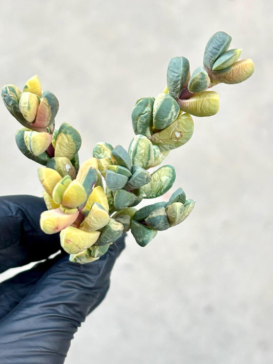 Astridia velutina variegated | Live Succulent Plant | variegated succulent | Rare Imported succulent | Imported Plants