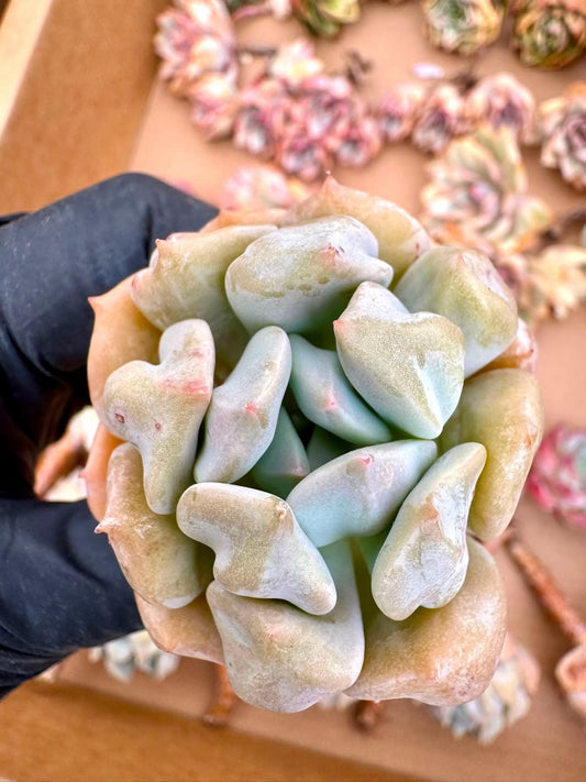 Echeveria Super Cheese | Rare Imported Succulent | Collector’s Succulent