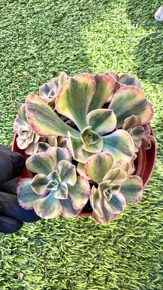 Aeonium Red Fuji Variegated Lollipop | Live Succulent Plant | Korean Succulent | Rare Imported Aeonium | Imported Plants