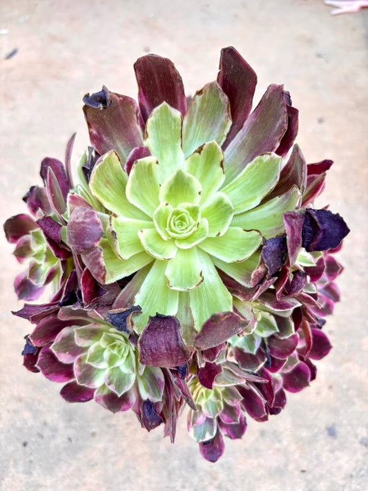 Aeonium Medusa Rainbow Variegated | Live Succulent Plant | Korean Succulent | Rare Imported Echeveria | Imported Plants